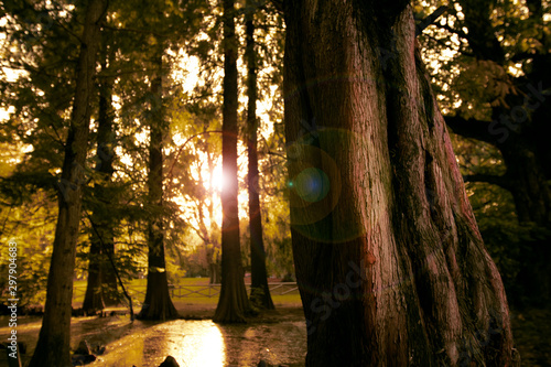 foresta