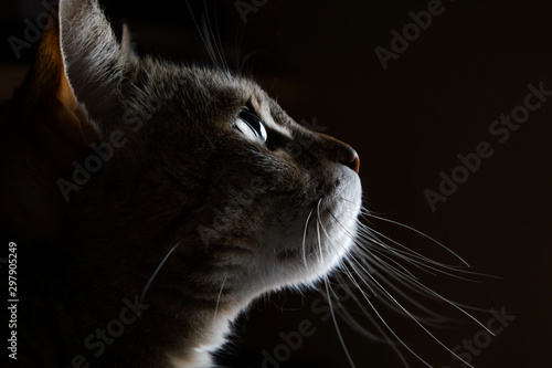 gatto