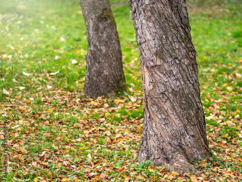 Tree trunk with swirling bark in the autumn park. © Dmitrii Potashkin