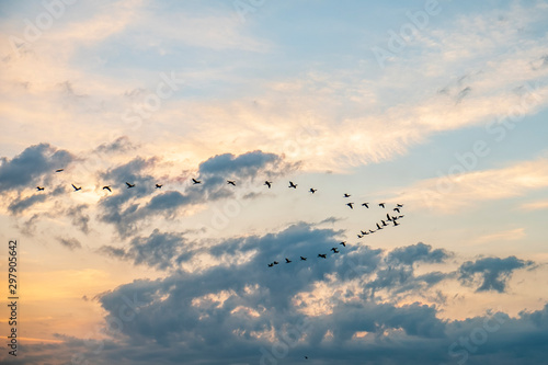 A flock of geese fly through clouds heading south