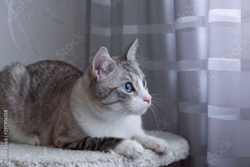 Cute cat with blue eyes at home.