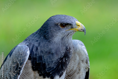 Portrait of a amazing southamerican bird