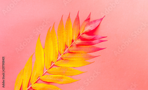Tropical background of colorful leaves. Autumn mood. Top view, close-up