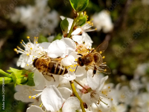 two bees collects nectar on the flowers of white blooming apple. Anthophila, Apis mellifera