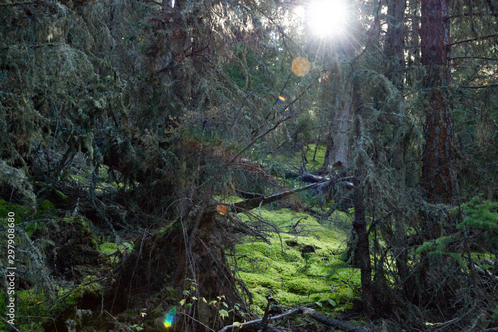 Obraz premium Eerie Moss Forest