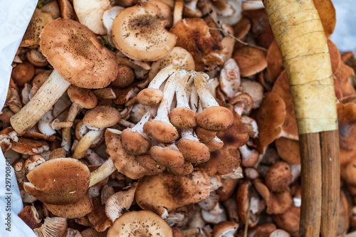 daylight. mushrooms. honey mushrooms. they are in the basket. small depth of field.