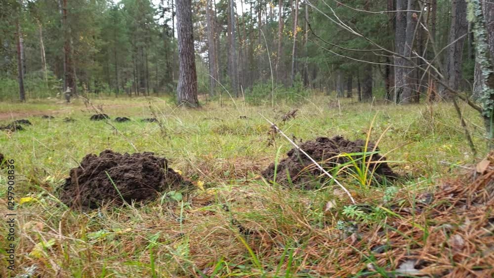 Heaps of land in the forest. Dig in the forest. Excavated earth. Heaps of land in the forest. Dig in the forest. Excavated earth.