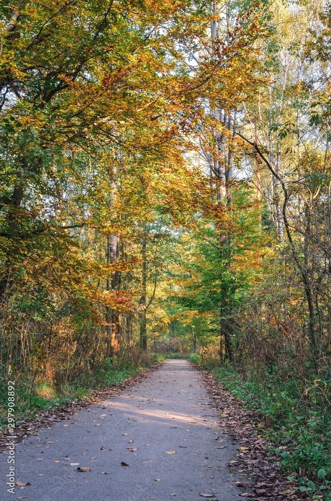 Beautiful autumn landscape. Road in the forest among colorful trees.