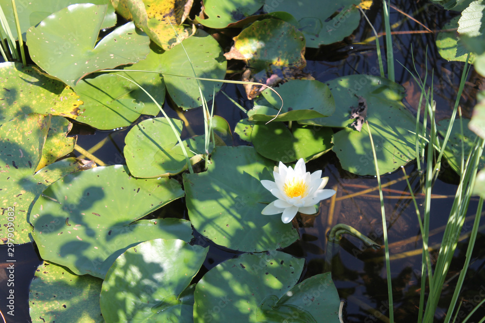 Seerose in weiß auf grün Seerose in weiß auf grün