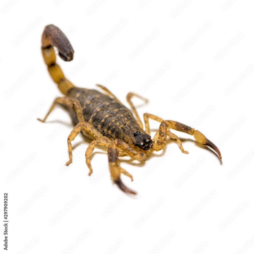 Close up macro yellow or brown Scorpion in front on white background, Small animal is poisonous Close up macro yellow or brown Scorpion in front on white background, Small animal is poisonous