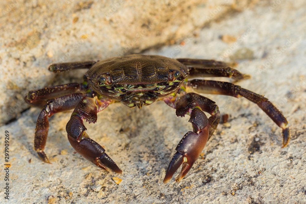 Pachygrapsus marmoratus is a species crab, sometimes called the marbled rock crab or marbled crab. Black Sea. Crab in the stones. Pachygrapsus marmoratus is a species crab, sometimes called the marbled rock crab or marbled crab. Black Sea. Crab in the stones.