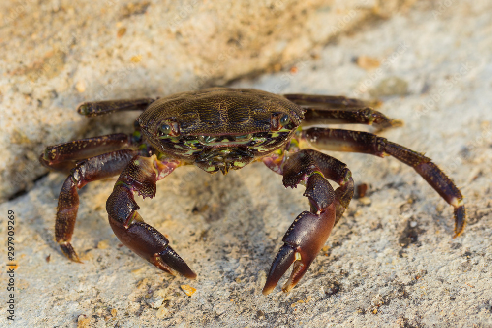 Pachygrapsus marmoratus is a species crab, sometimes called the marbled rock crab or marbled crab. Black Sea. Crab in the stones.