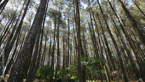 Barren pine forest in the city of jogja
