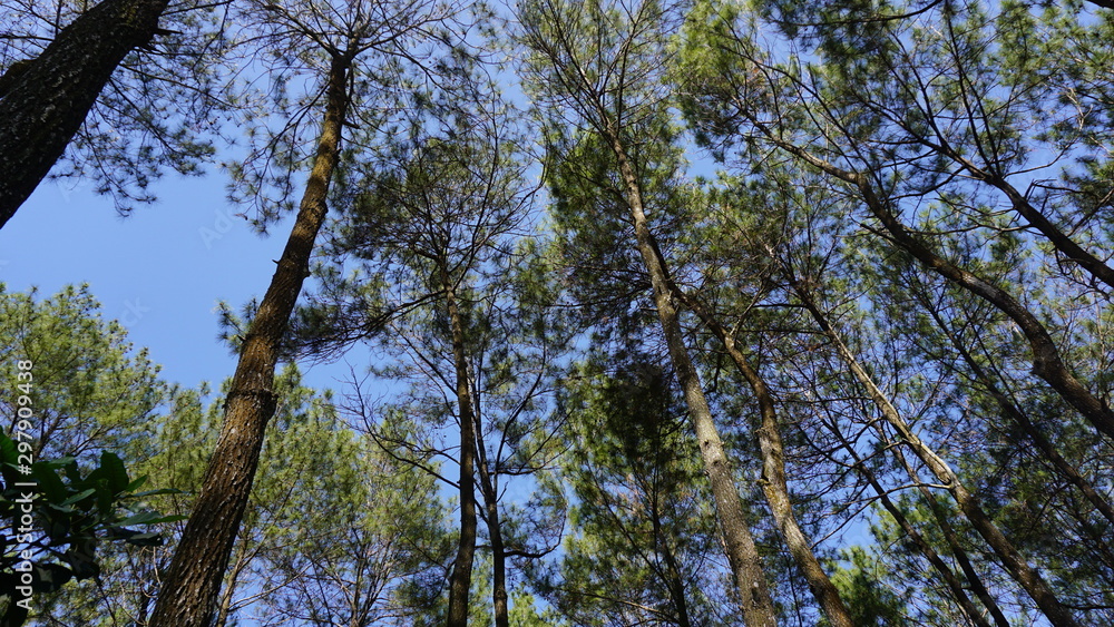 Barren pine forest in the city of jogja