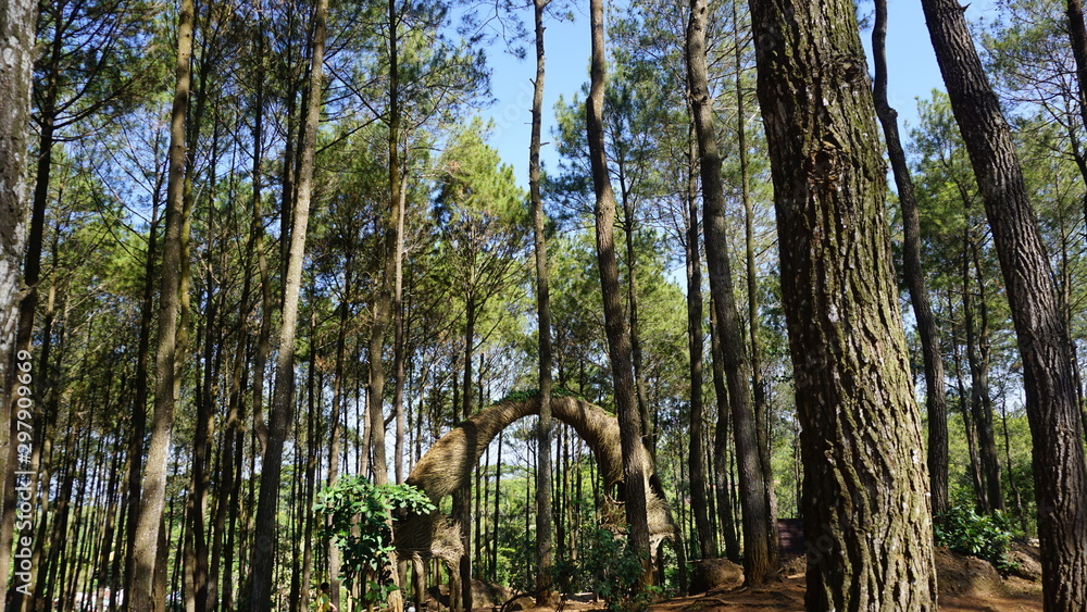 Barren pine forest in the city of jogja Barren pine forest in the city of jogja