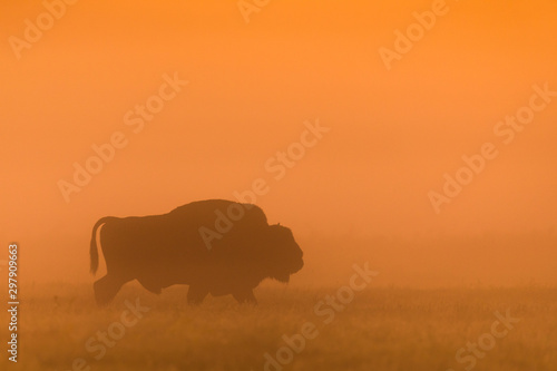 European bison - Bison bonasus in the Knyszyn Forest (Poland) © szczepank