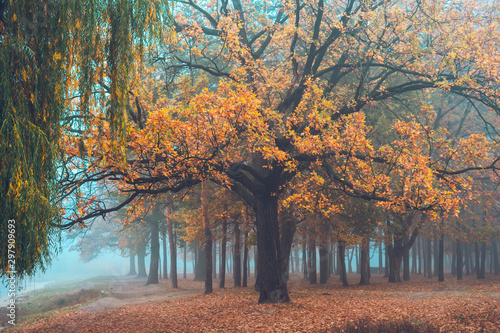 Old oak on the shore of a forest lake. Autumn forest in the evening fog.