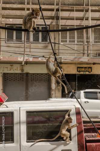 wild monkeys in the city of Lopburi, Thailand