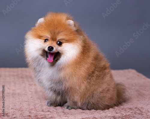 Puppy of breed a Pomeranian