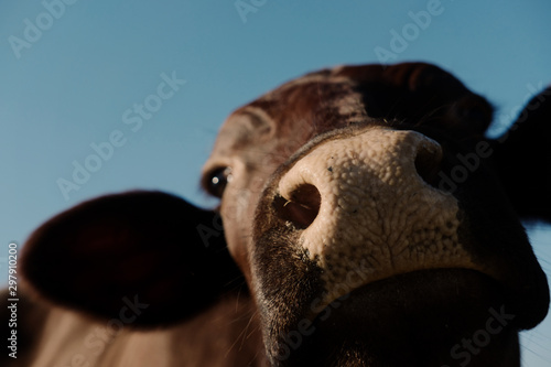 Funny cow portrait close up of Santa Gertrudis heifer nose. photo
