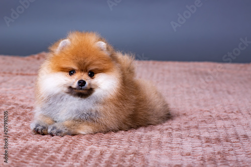 Puppy of breed a Pomeranian