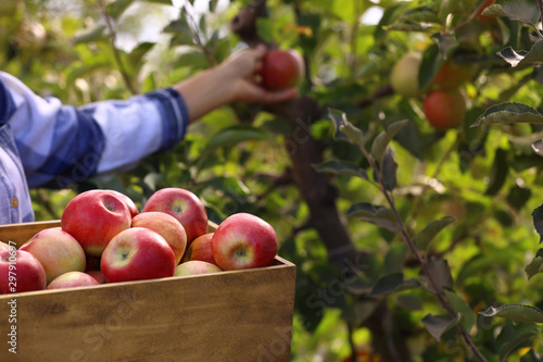 Photo Young woman with wooden crate of ripe apples in garden, closeup