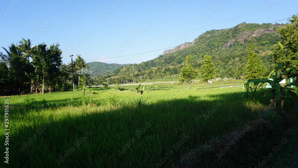 Fototapeta premium Views of green grass and mountains in the Indonesian rice fields of Jogja city
