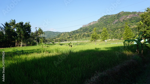 Views of green grass and mountains in the Indonesian rice fields of Jogja city