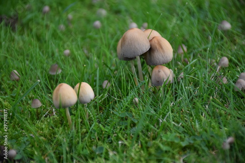 Kleine und große Pilze im Gras
