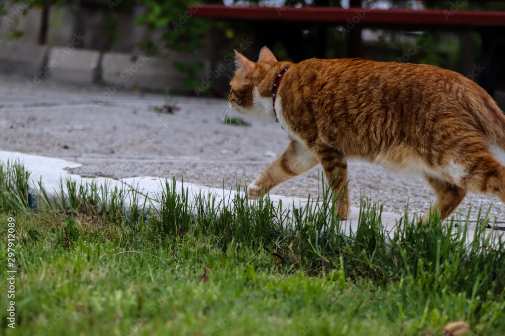 cat cat