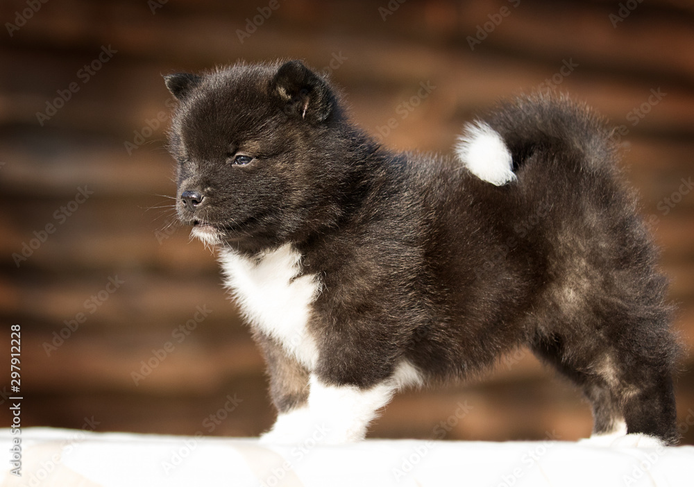little puppy, breed american akita little puppy, breed american akita