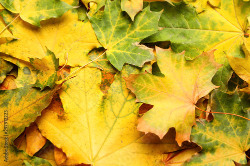 Colorful autumn leaves as background, top view