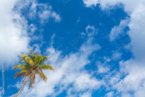 Palmier et ciel bleu avec nuages © AlexQ