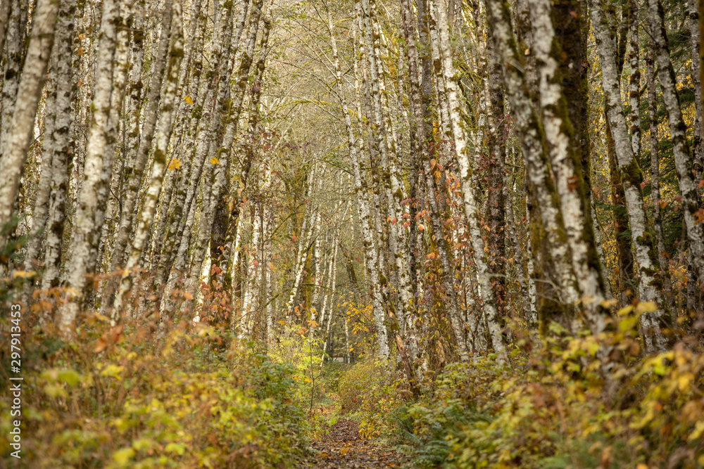 Path through birch forest in fall Path through birch forest in fall