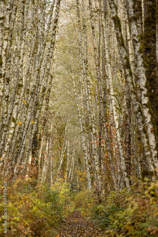 Path through birch forest in fall Path through birch forest in fall