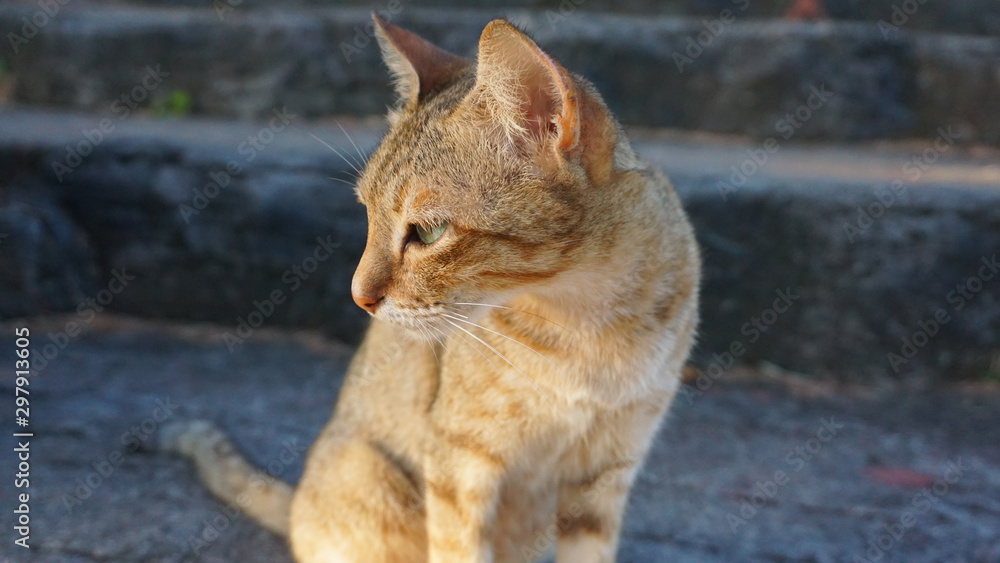 Cute cat face on a blur background Cute cat face on a blur background