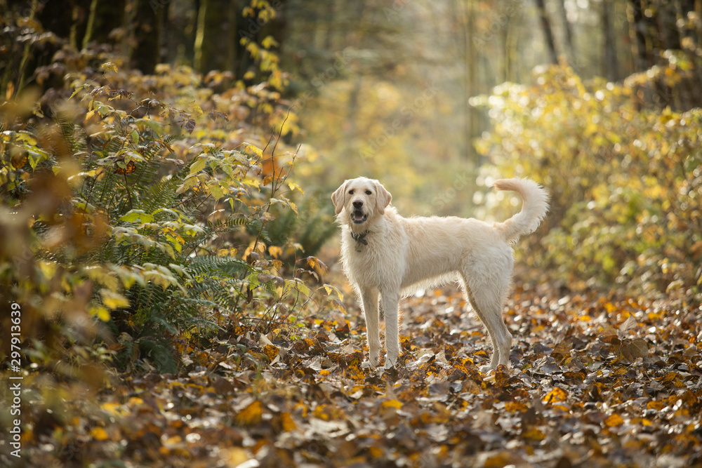 Obraz premium Yellow labrador dog standing in forest