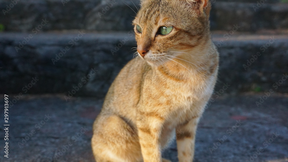 Fototapeta premium Cute cat face on a blur background