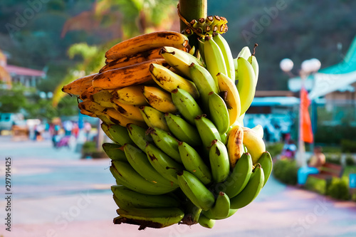 Green and yellows banana bunch. Tropical fruits and vegetables in San Juan del Sur, Nicaragua photo