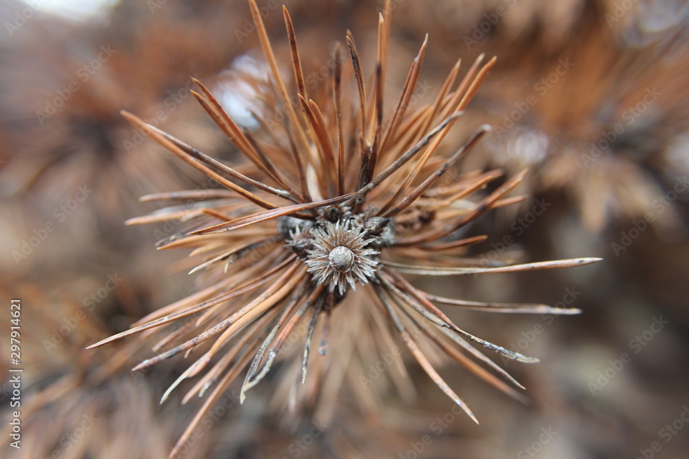 macro macro