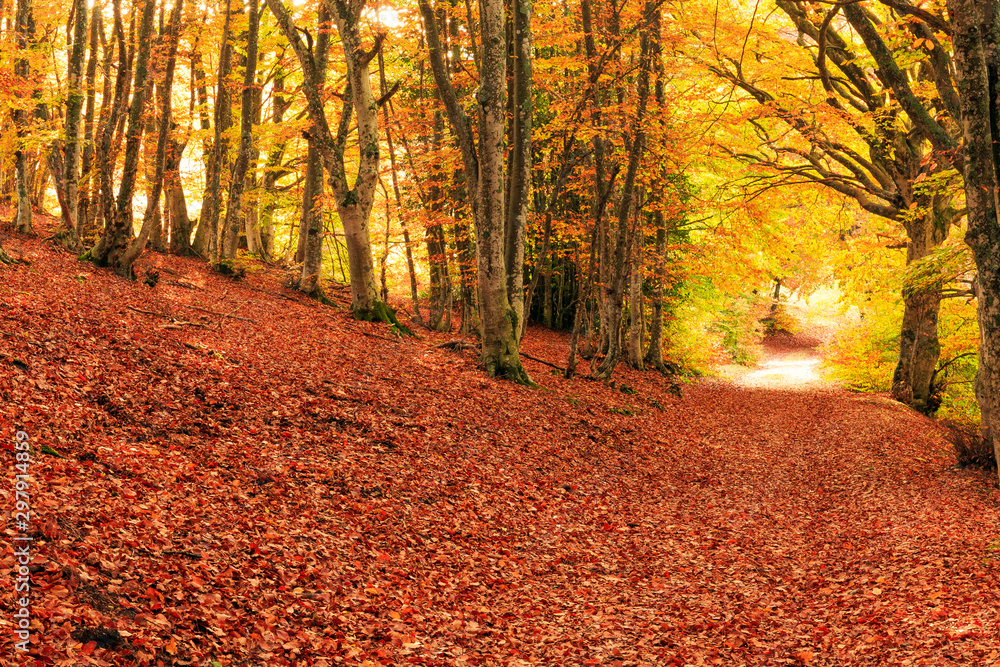 Obraz premium Colori autunnali