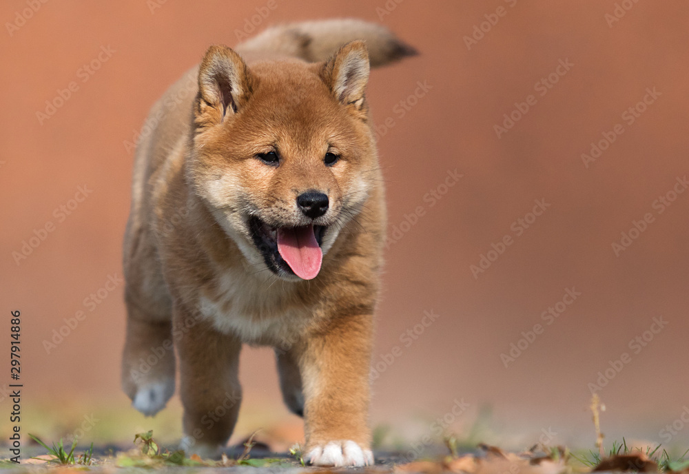 little shiba inu puppy on the grass