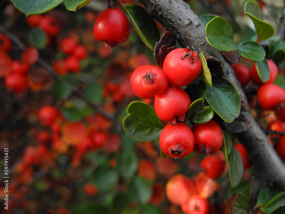 Fototapeta premium Red dense berries of cotoneaster on branches. Autumn natural background. Decorative ground cover shrubs for garden. 