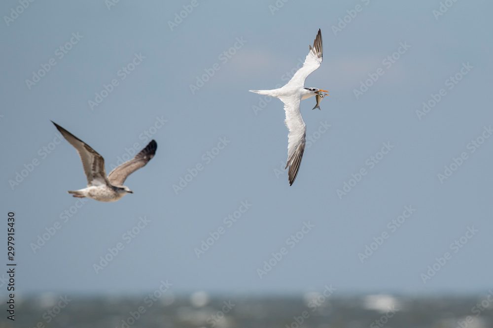 A Royal Tern flies in the bright sun with a large fish in its beak with a Herring Gull chasing it.