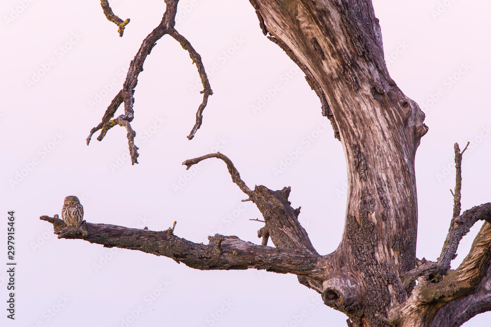  Little owl (Athene noctua), Mochuelo comun