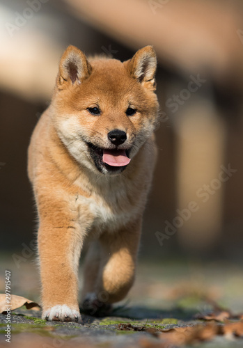 little shiba inu puppy runs