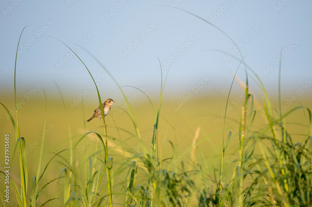 A Seaside Sparrow perched in the tall bright green marsh grasses in the early morning golden sunlight. A Seaside Sparrow perched in the tall bright green marsh grasses in the early morning golden sunlight.
