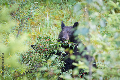 Black Bear Eating Berries