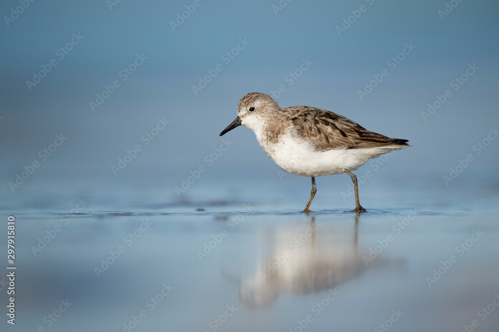 A Semipalmated Sandpiper stands on a wet sandy beach in the bright sun with its reflection and a smooth foreground and background.