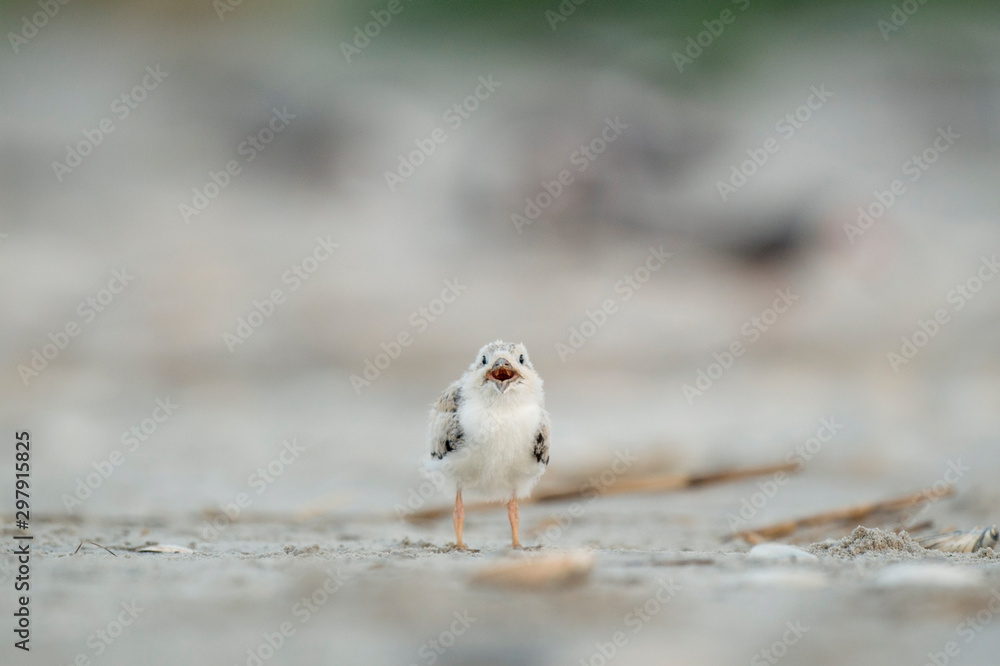 A young American Oystercatcher chick stands on a sandy beach in soft overcast light. A young American Oystercatcher chick stands on a sandy beach in soft overcast light.